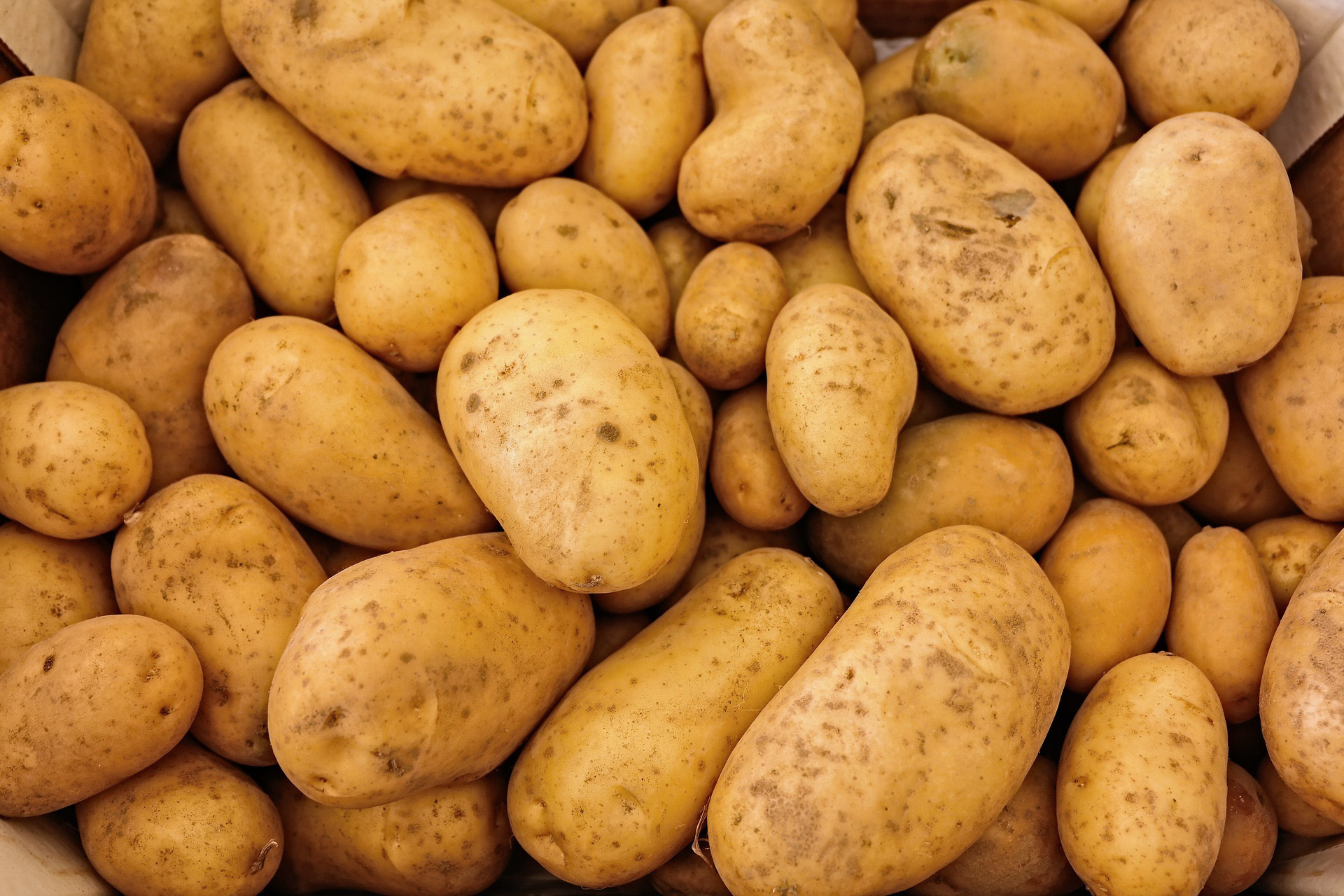 Keurmeestermodule P17: aardappels