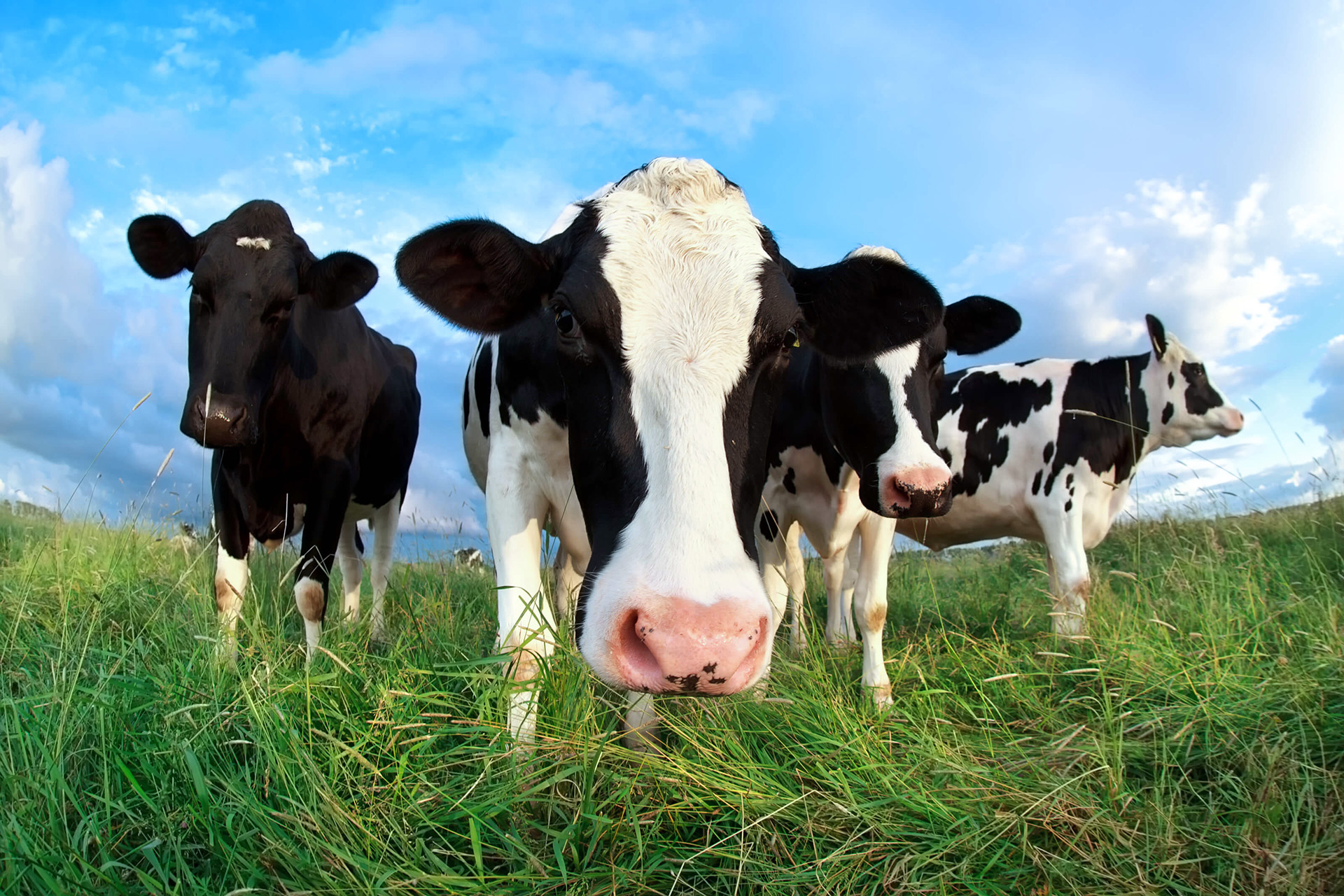 Livestock Feed analysis