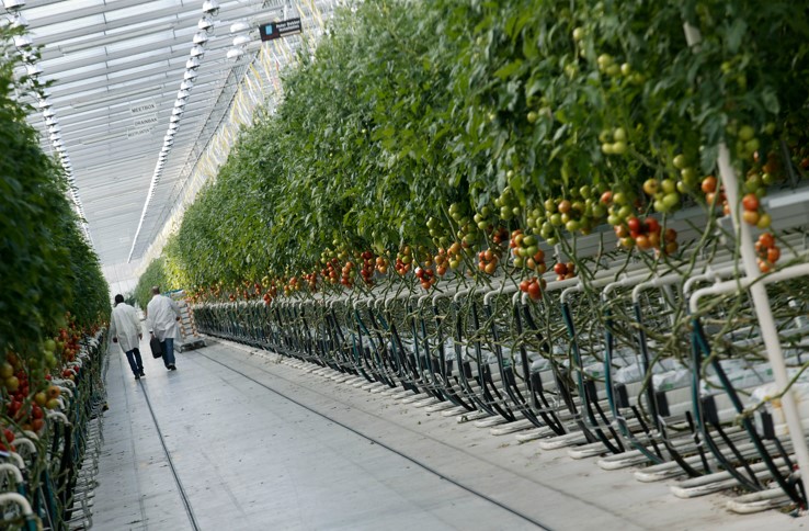 Verduurzaam en verbeter je groente- en fruitproductie met de subsidie sectorale interventie groenten & fruit