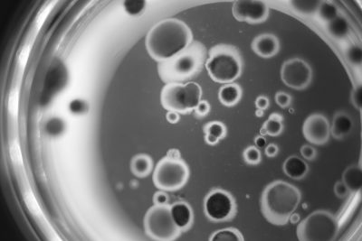 Foodlab microbiologie